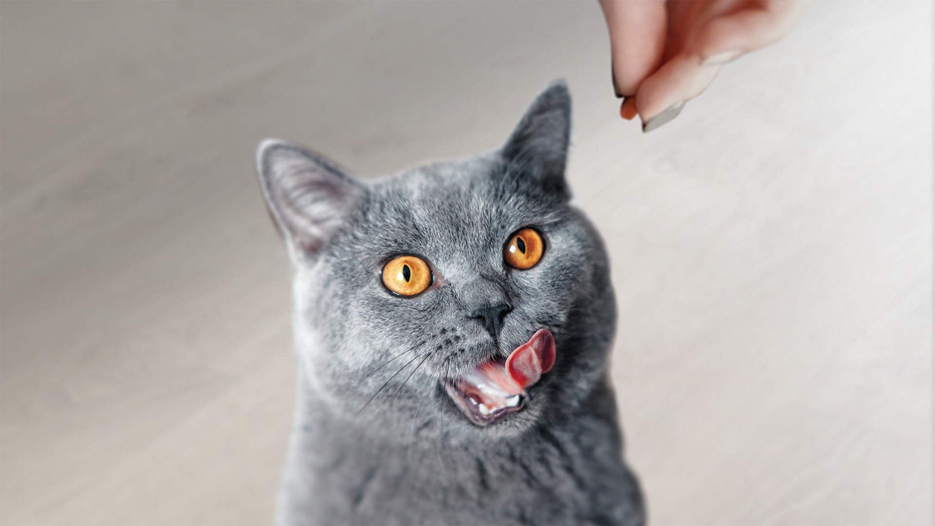 Flatulence in Dogs Pet Doctors Thorndon